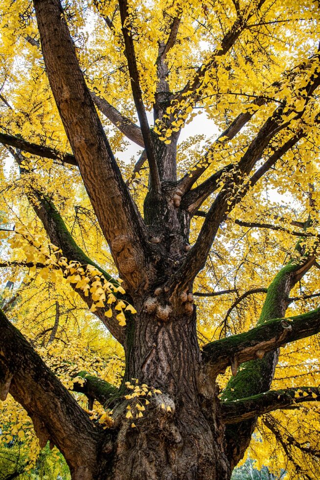 Facilitation, accompagnement tree, leaves, park, autumn, falling leaves, trunk, gingko, nature, tree, tree, tree, tree, tree, autumn, autumn, autumn, falling leaves, trunk, trunk, gingko, nature, nature, nature