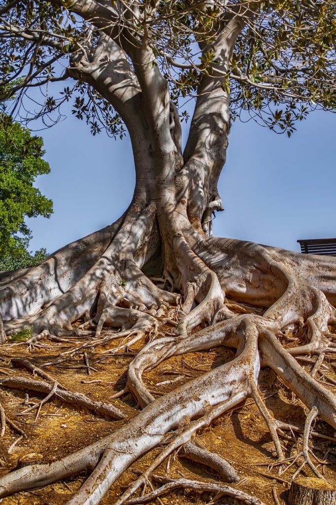 Design Thinking landscape, nature, tree, estate, darling, wood, light