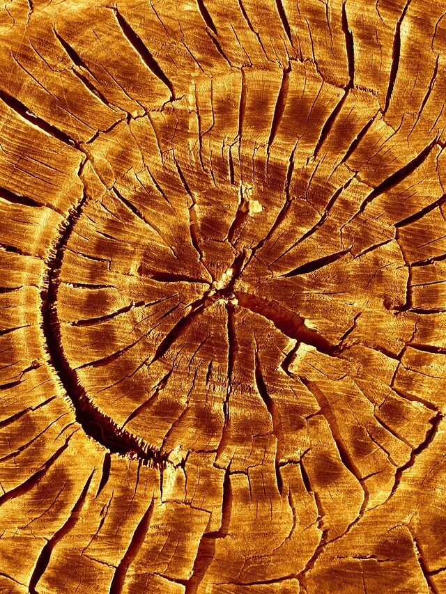 tree, wood, cut, trunk, plant, old, brown, age, forest, round, nature, timber, motive
