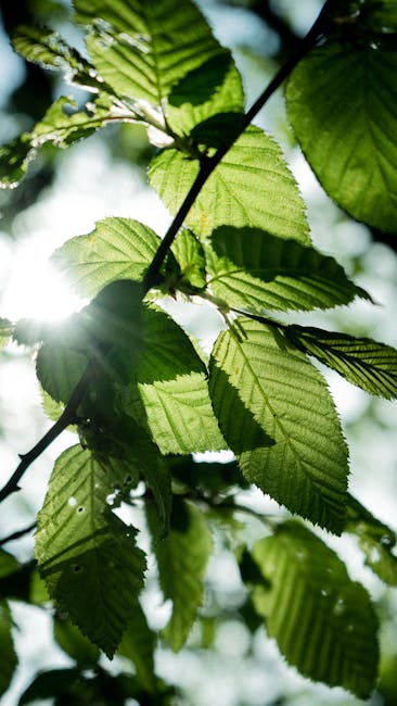 L'ADN de Wynora Close-up of vibrant green leaves with sunlight filtering through, Düsseldorf, Germany.