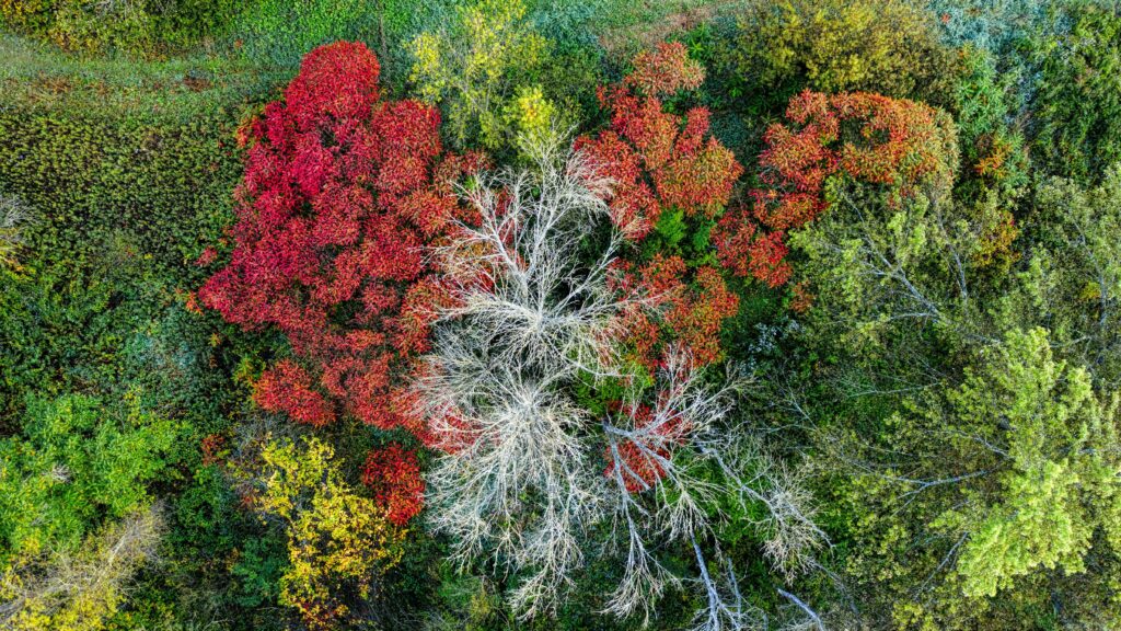 Aerial view of colorful autumn trees in Beaver, Minnesota, showcasing vivid fall foliage.